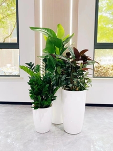 专业奉化绿植租赁,给您的空间增添一抹自然绿